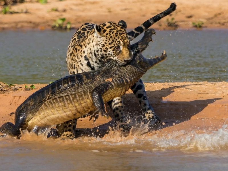 Леопард охотник на крокодилов